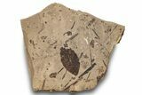 Fossil Plant (Fagopsis undulata) Plate - McAbee, BC #248778-1